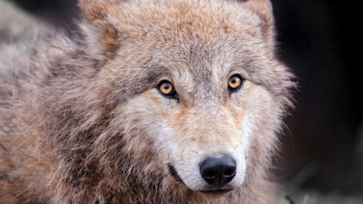 Волк картинки