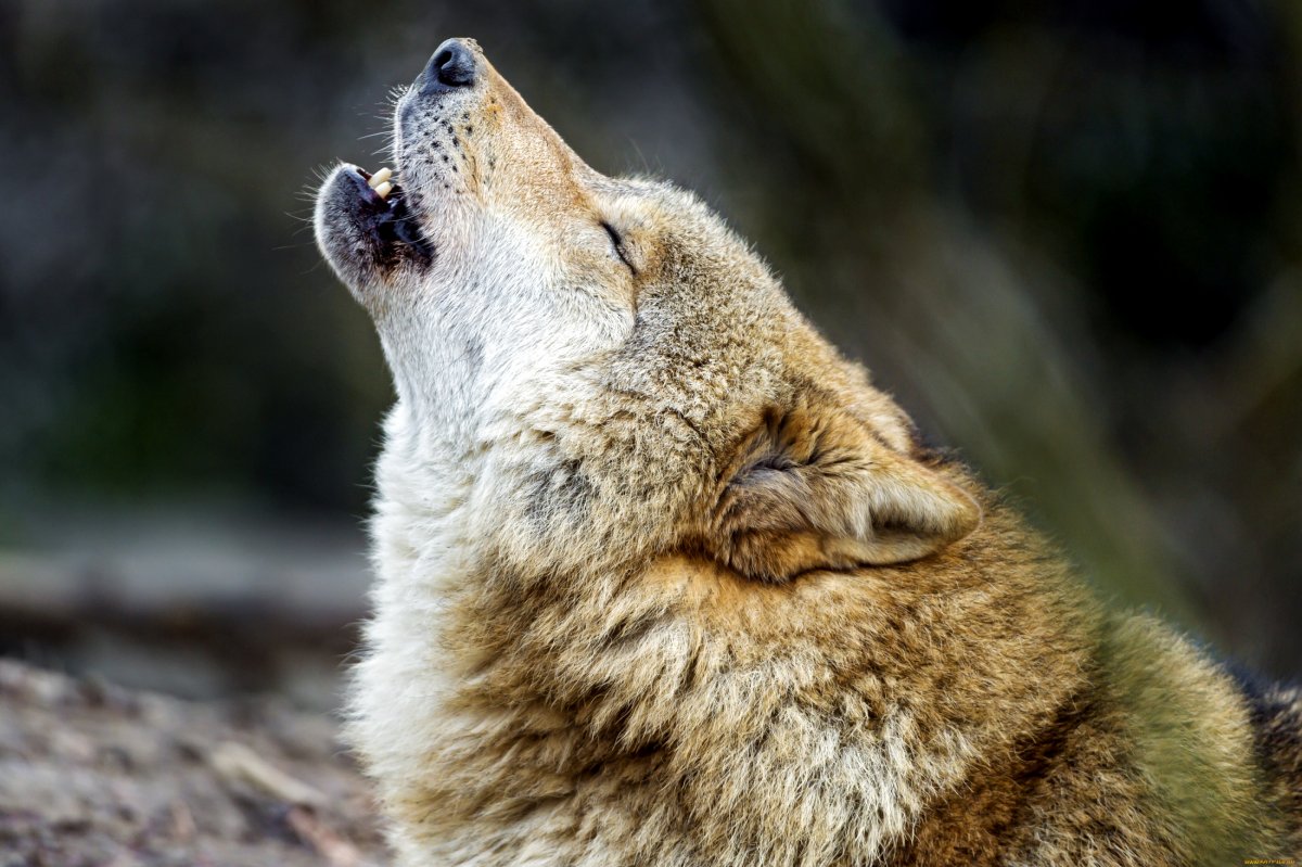 Волк одиночка