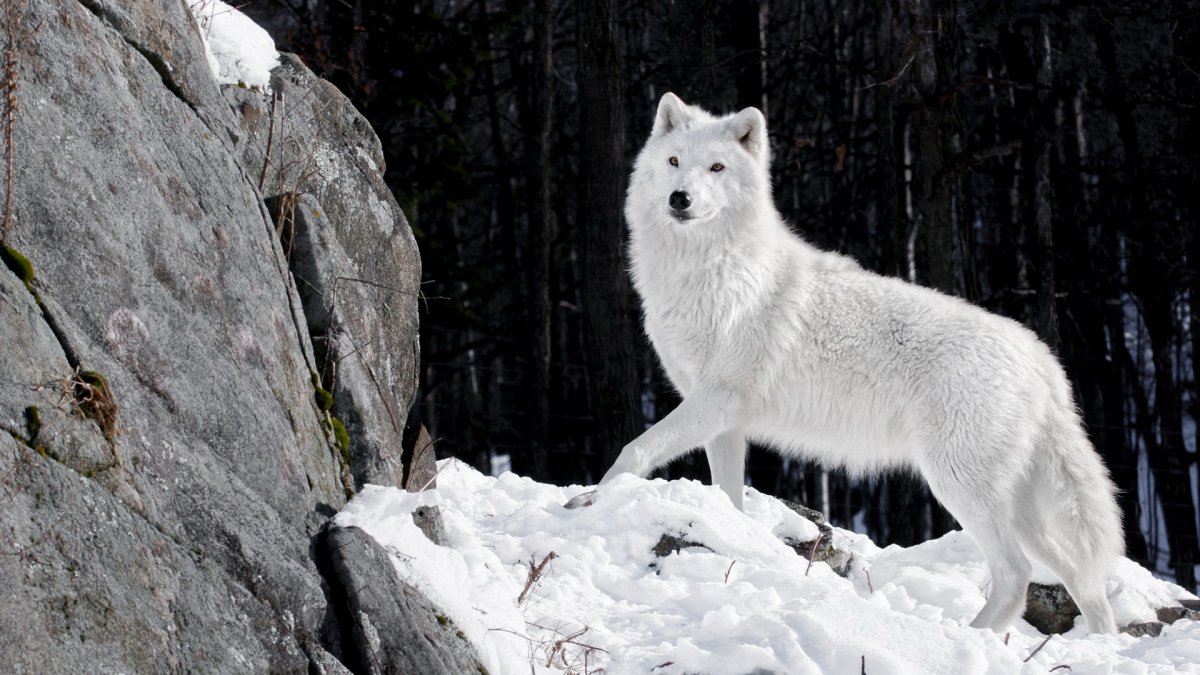 Волкособ альбинос