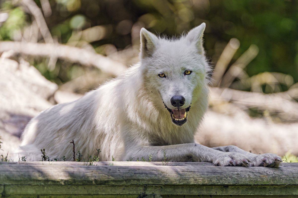 Белый Полярный волк