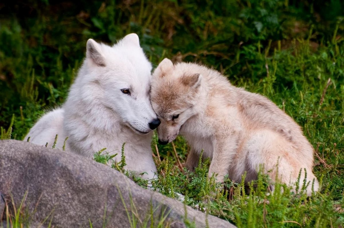 Полярный волк волчица и волчата