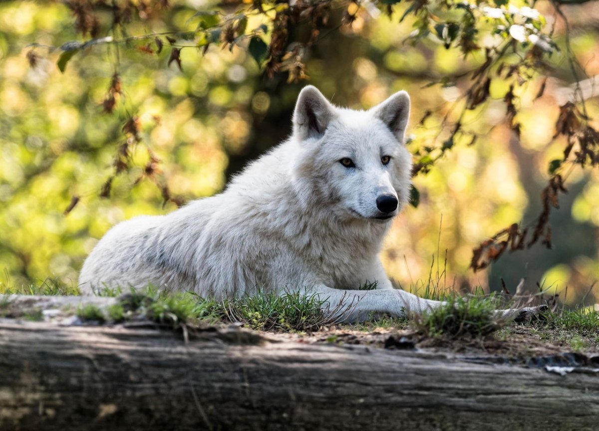 Волк в природе