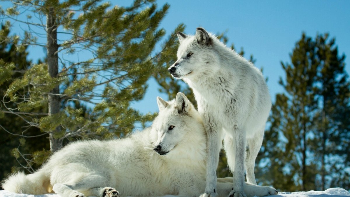 Мелвильский островной волк