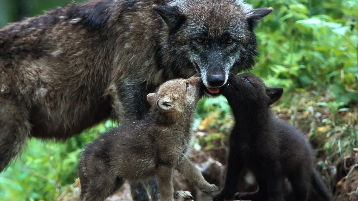 Семья Волков фото