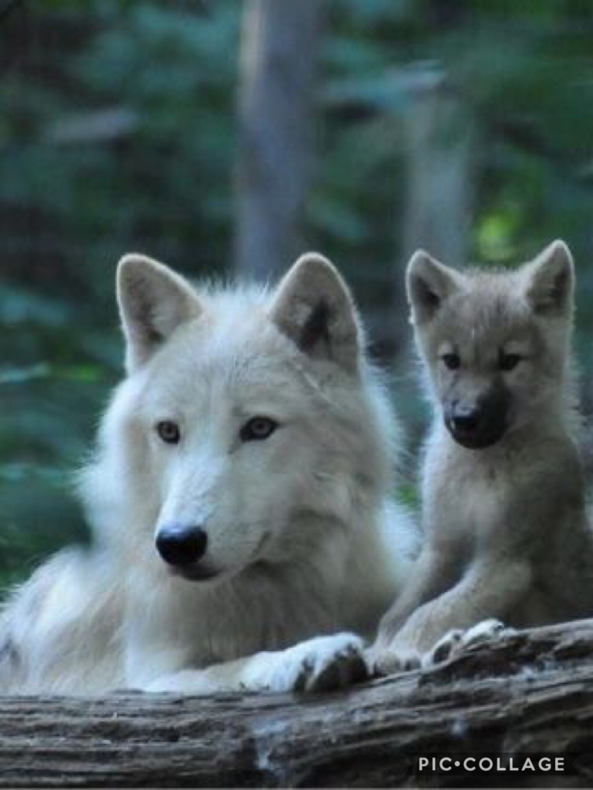 Семья Волков