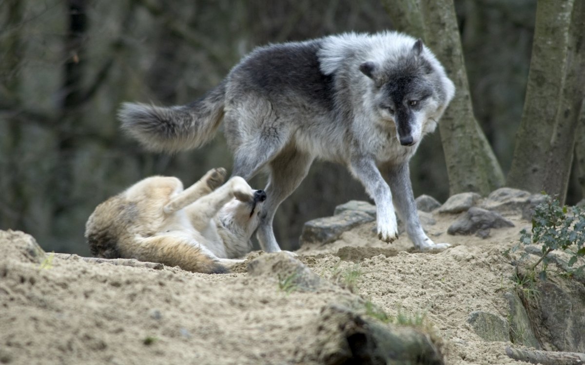 Необычные волки