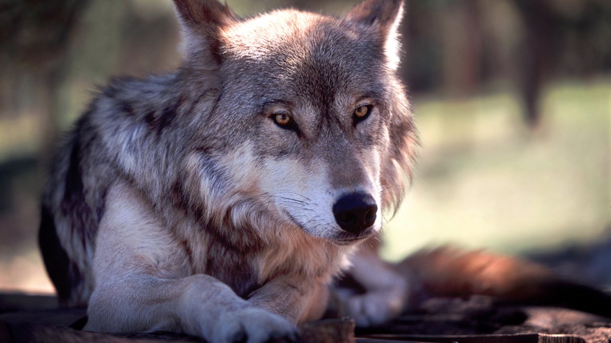 Картинки на рабочий стол волки