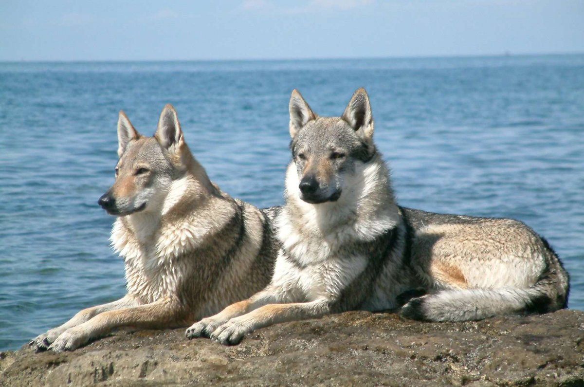 Чешский Волчак порода собак