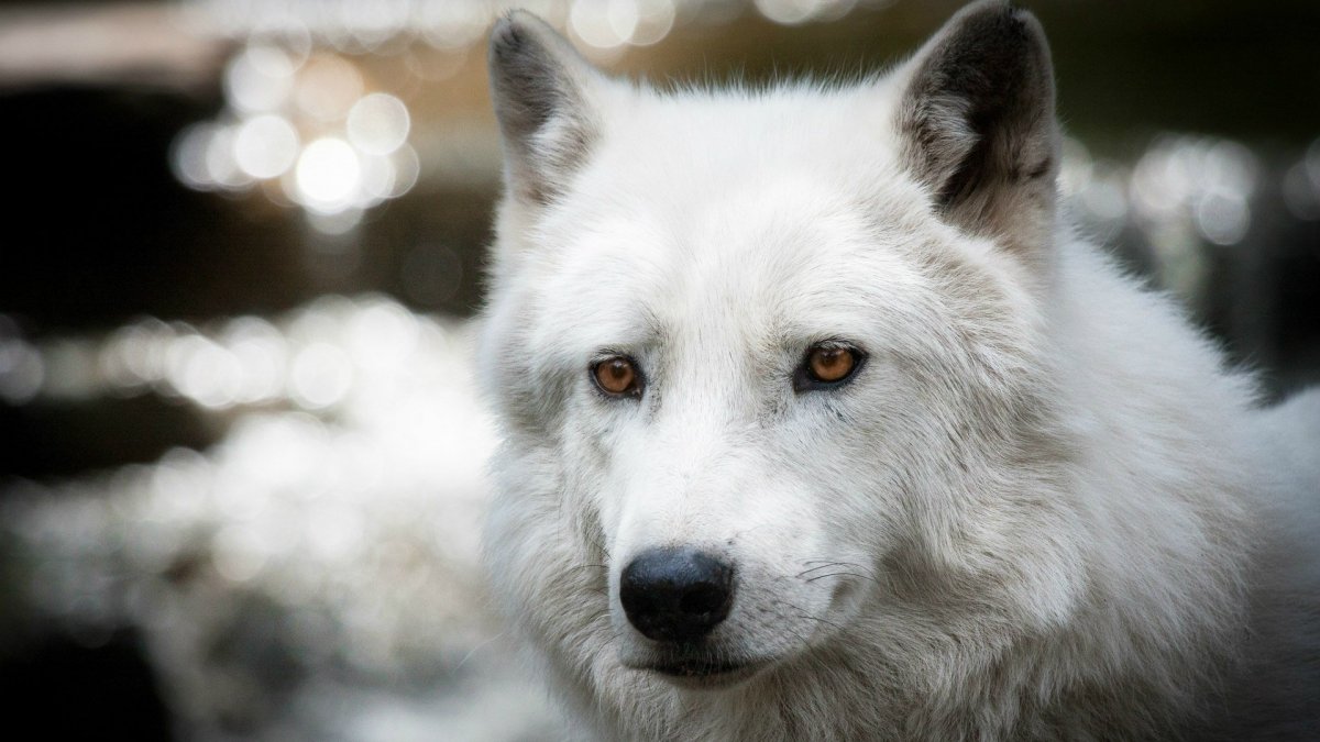 Белый волк Акелла