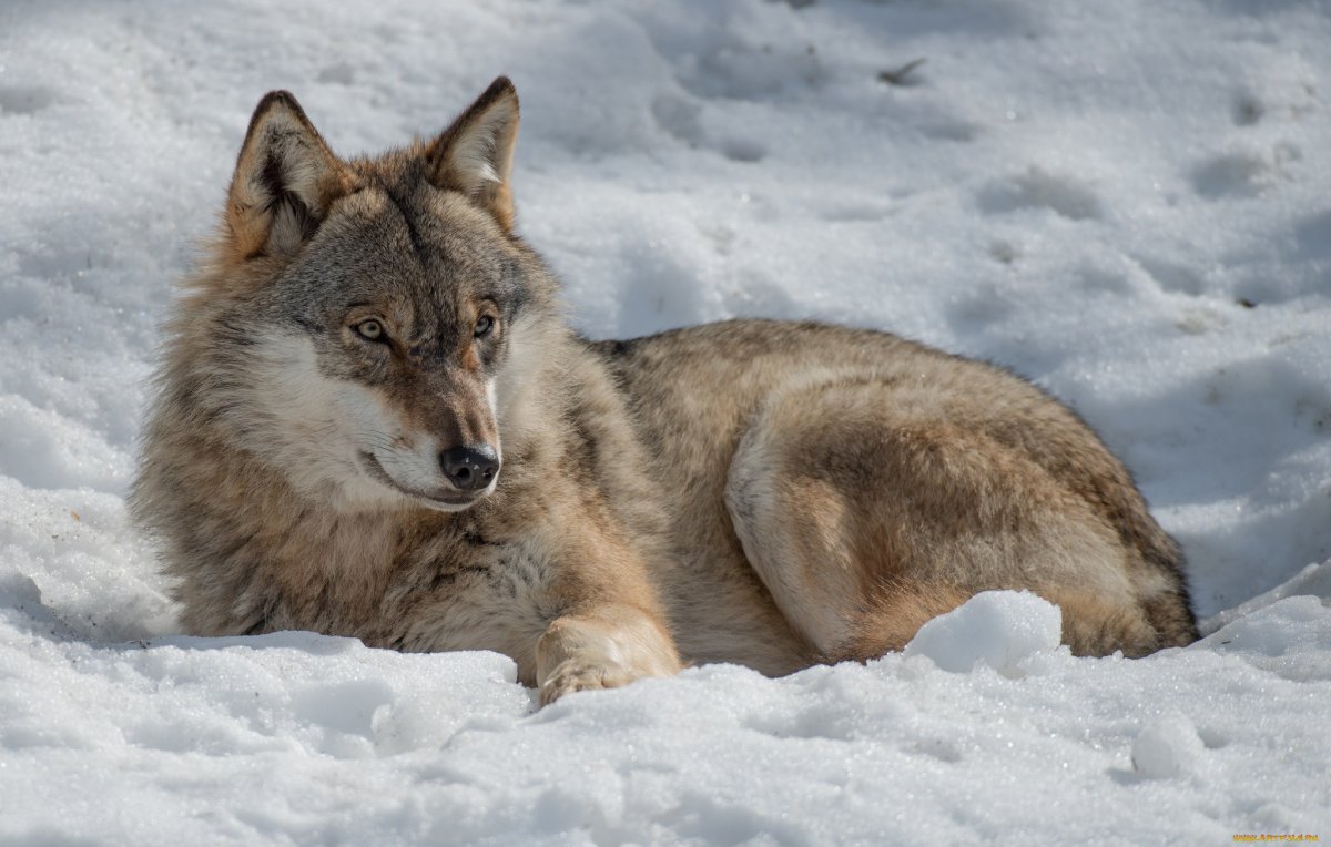 Красивый волк