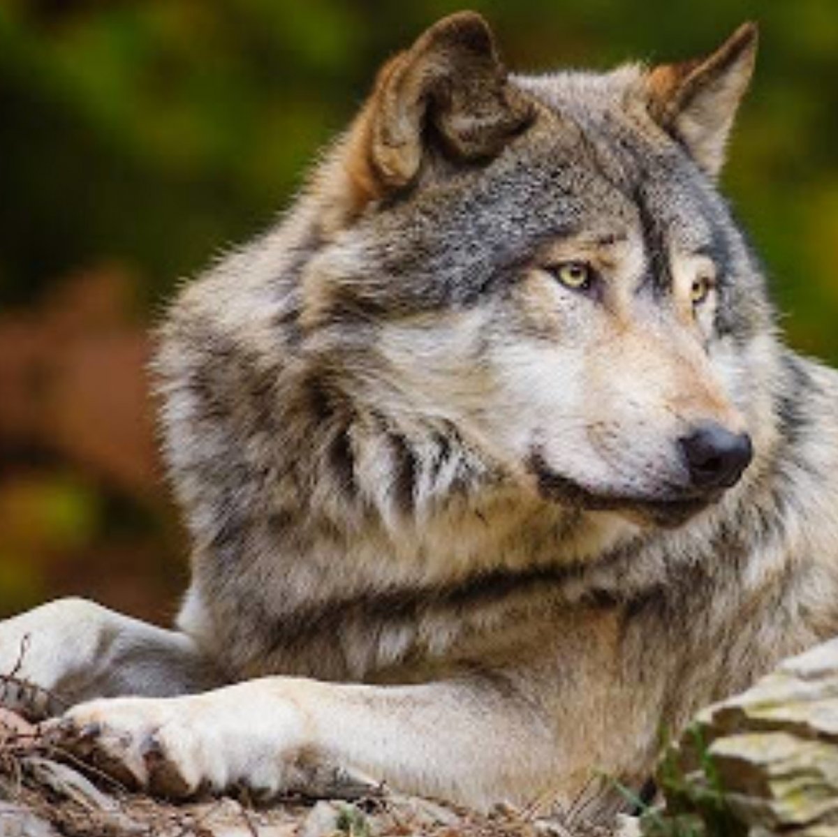 Дальневосточный волк