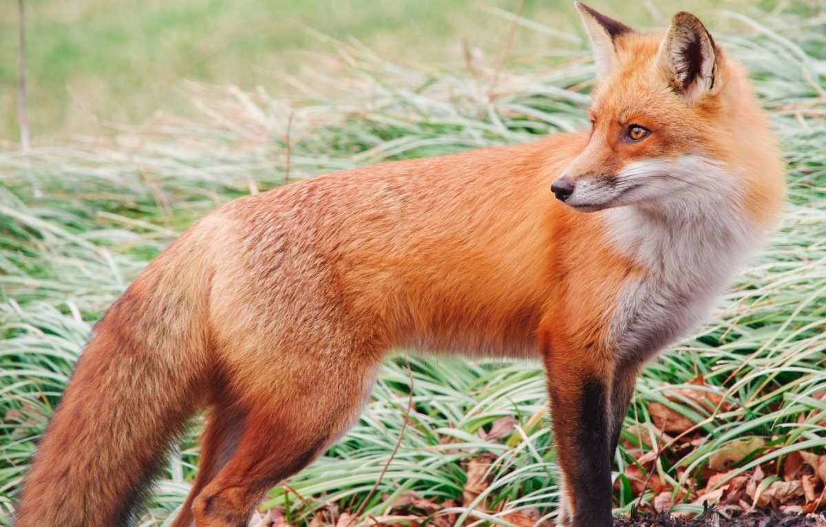 Огненная лисица животное