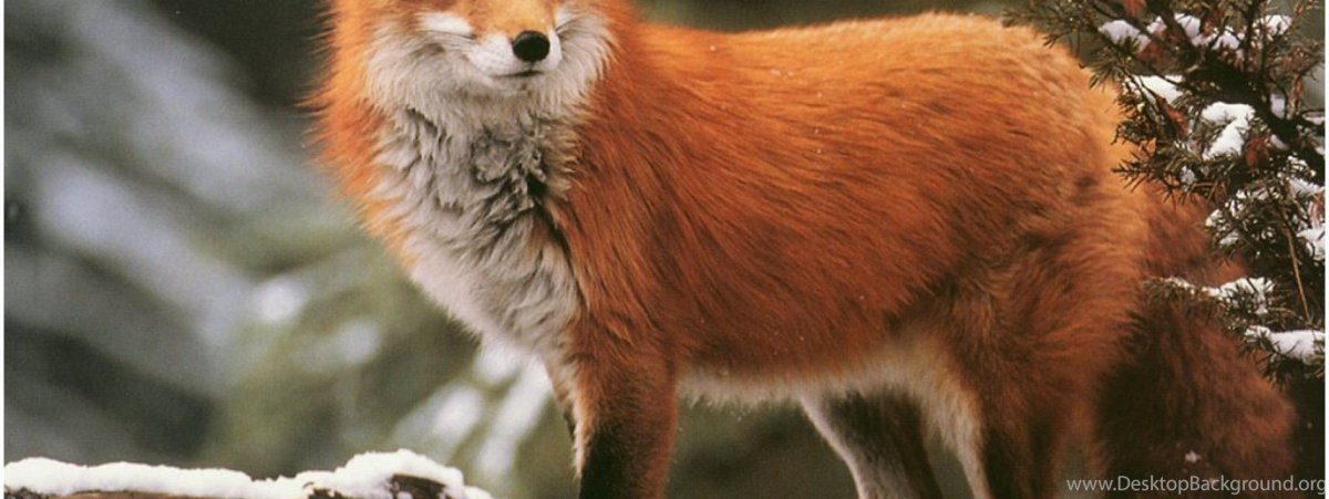 Огненная лиса в природе