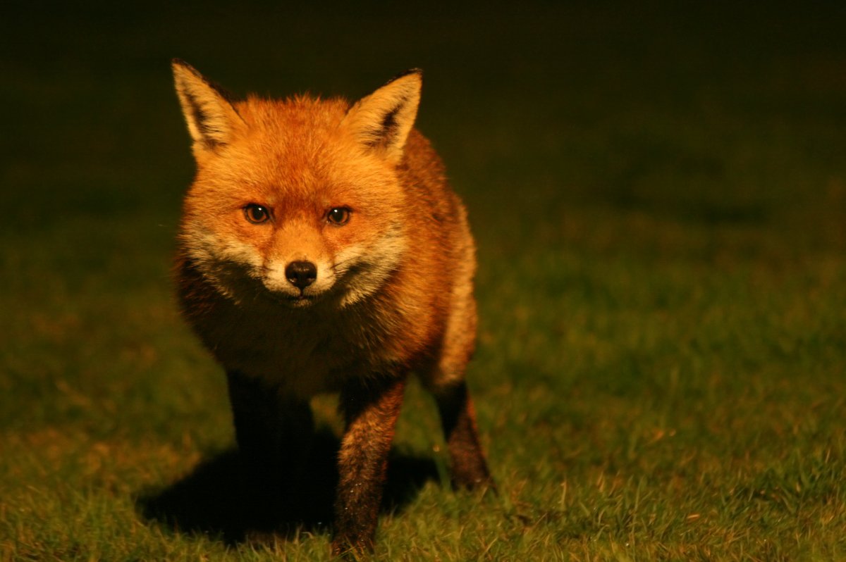 Лиса в Удмуртии