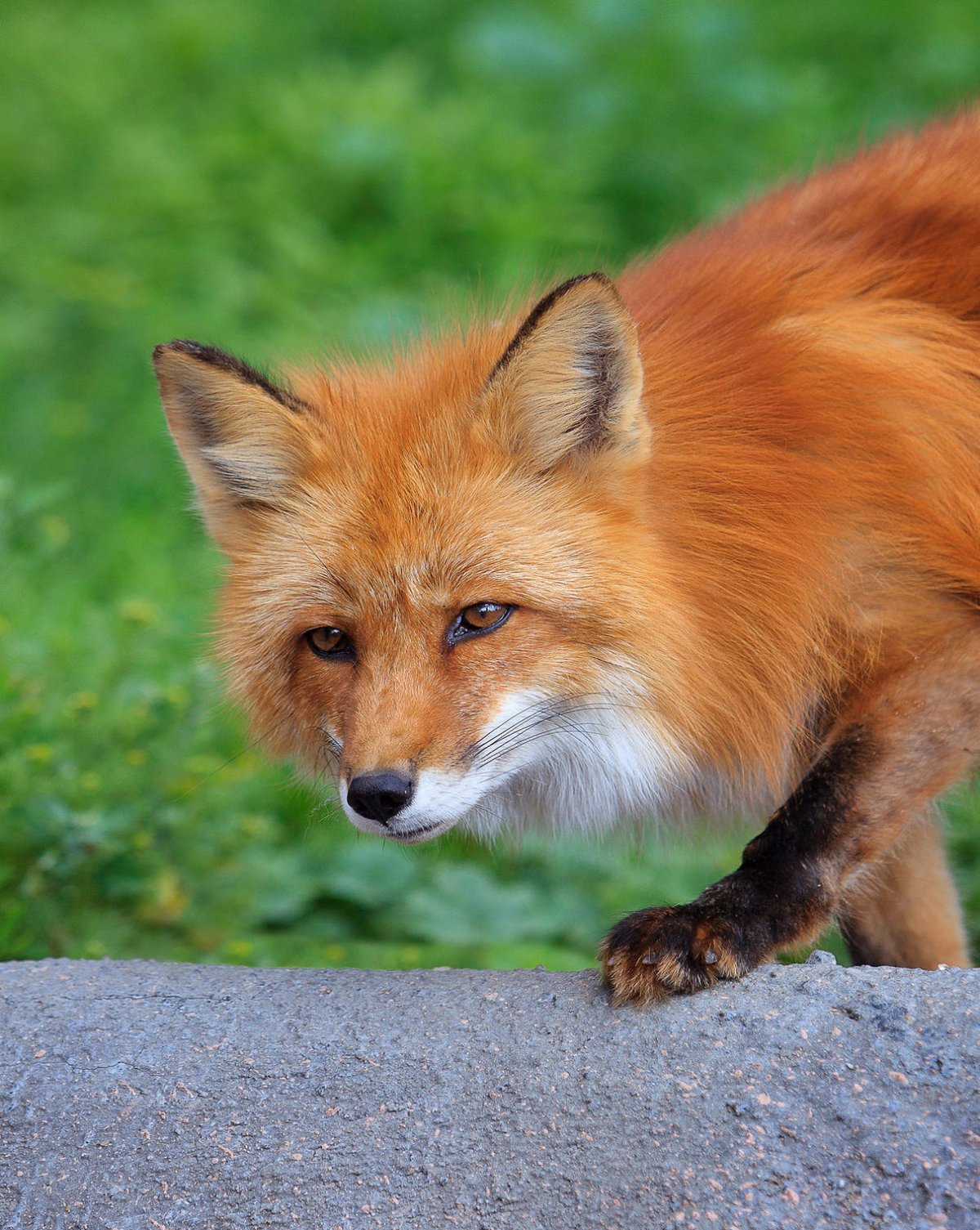 Лисичка фаерфокс