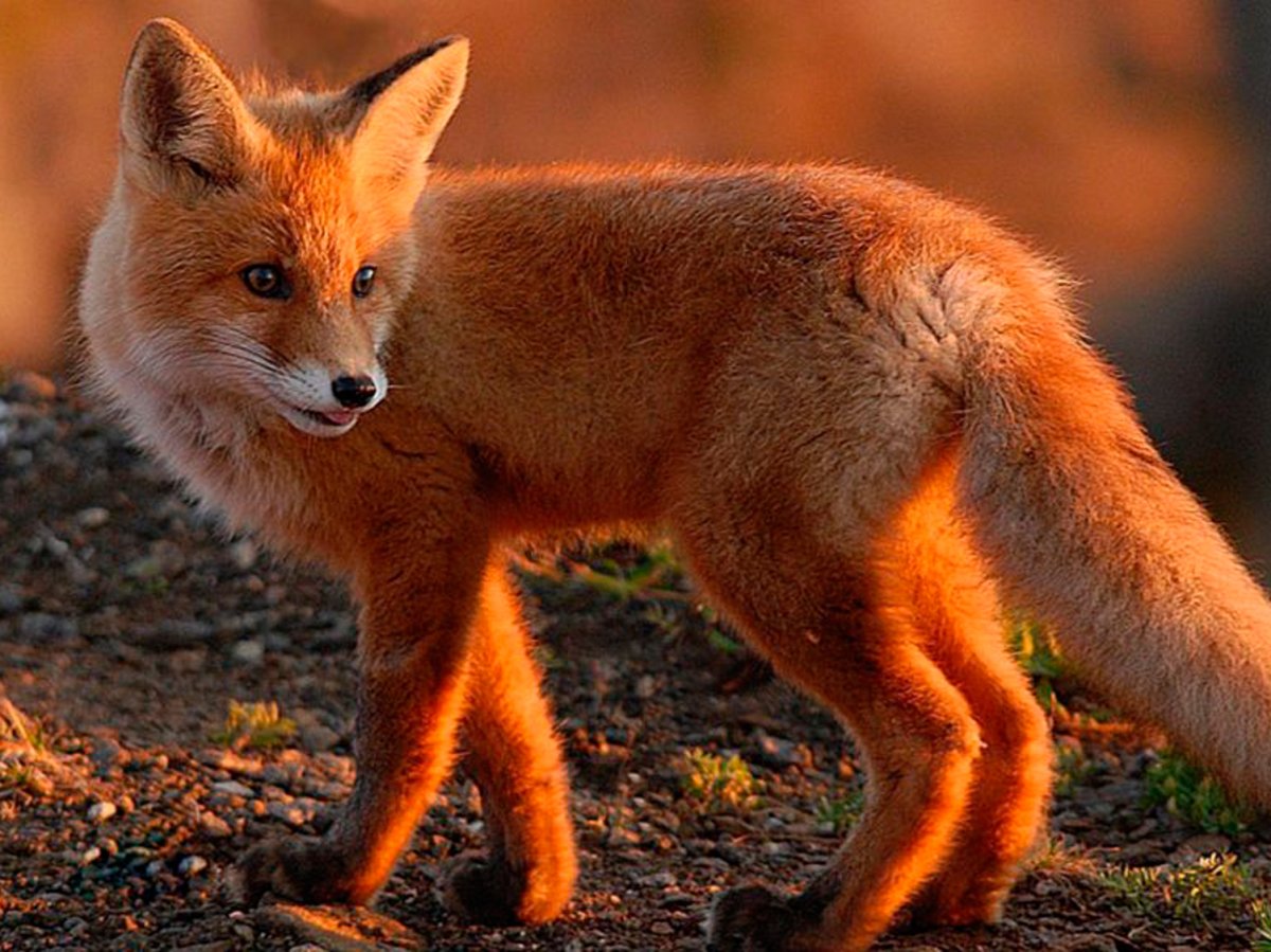 Большая лиса