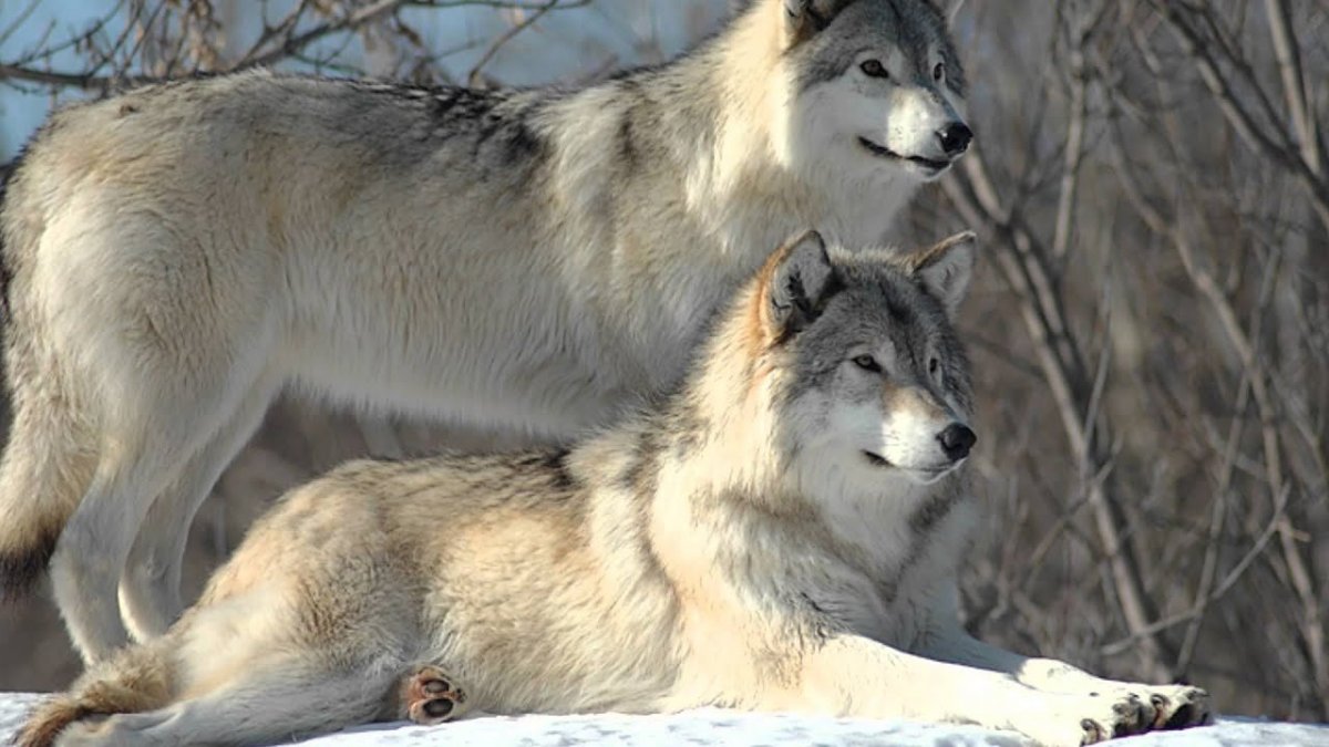 Волчья пара