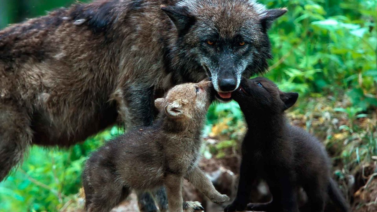 Семья Волков фото