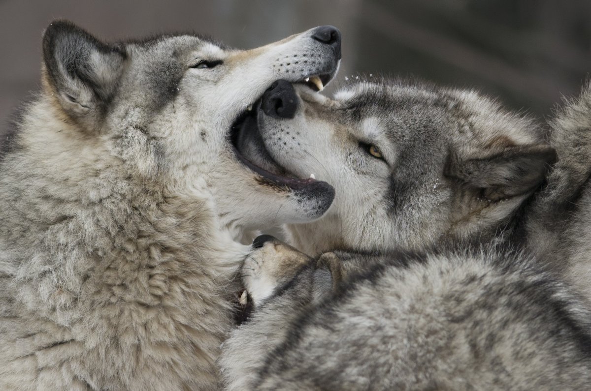 Волчица картинки