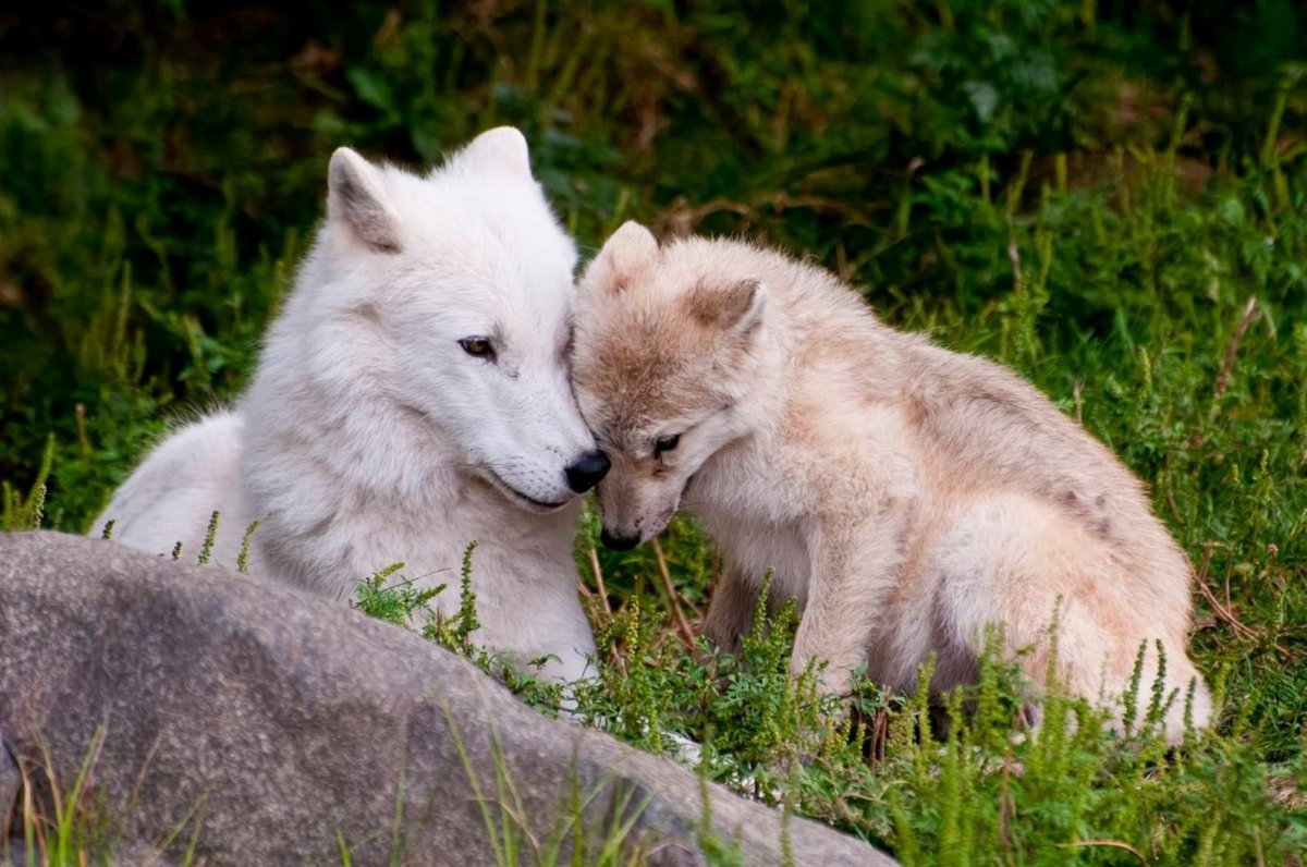 Полярные волчата
