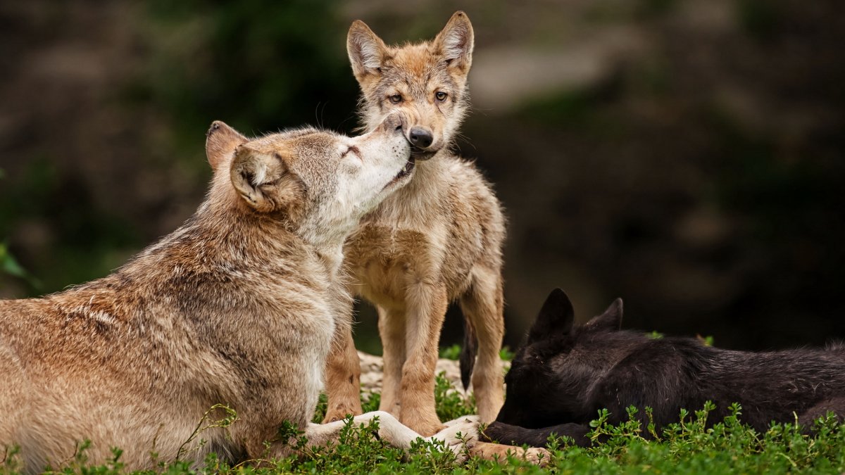 Волк волчица и Волчонок