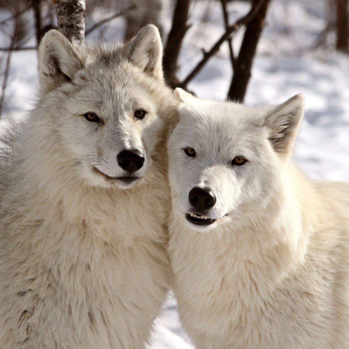 Arctic Wolf (Арктический волк)