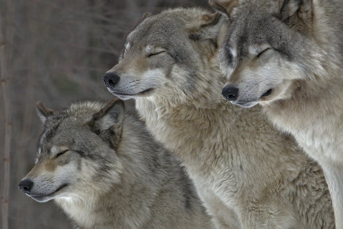 Волк в природе