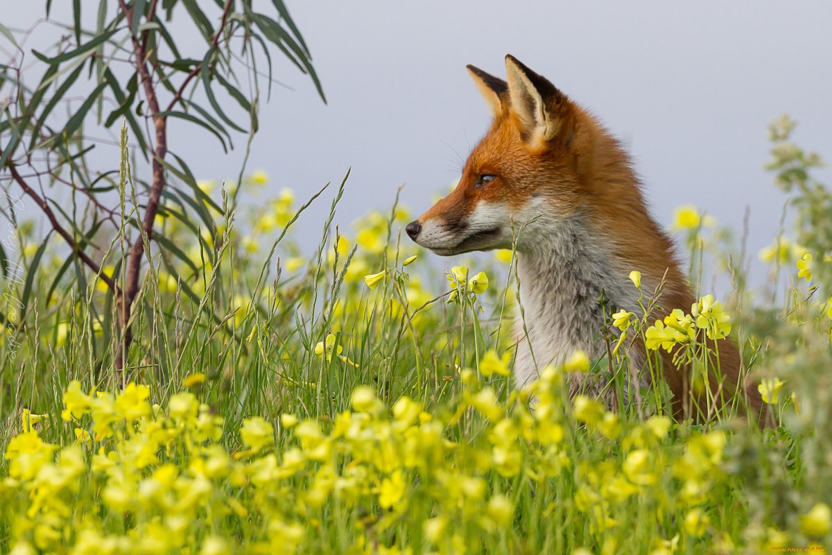 Животные весной