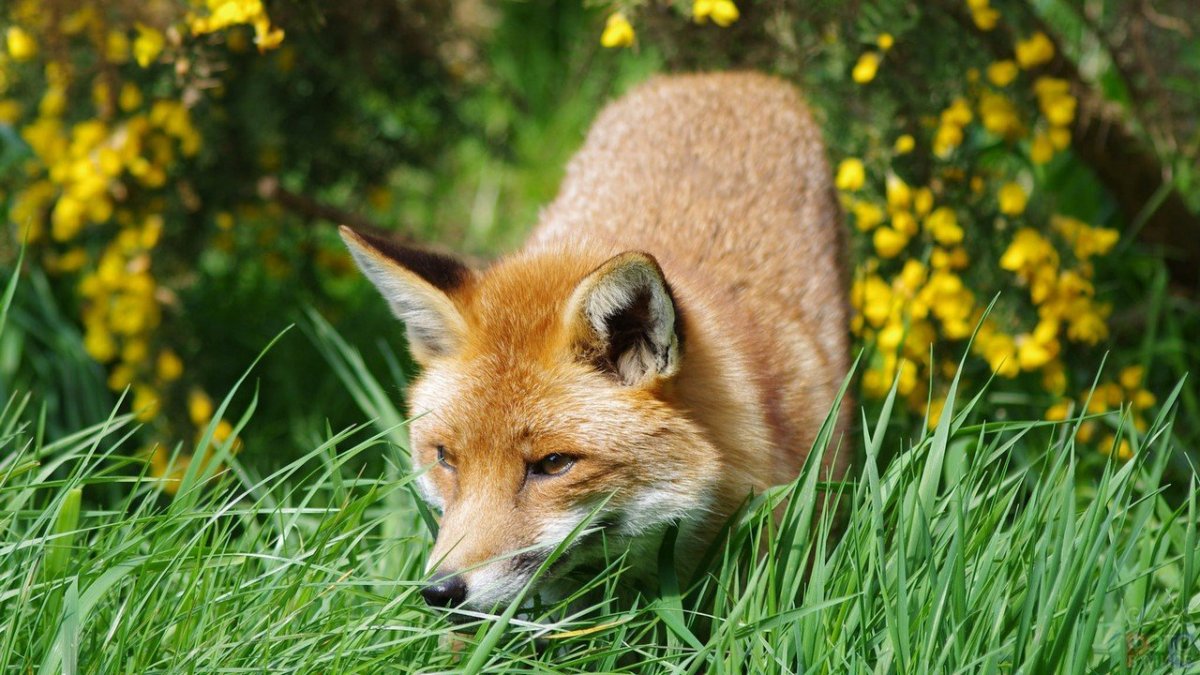 Животные летом