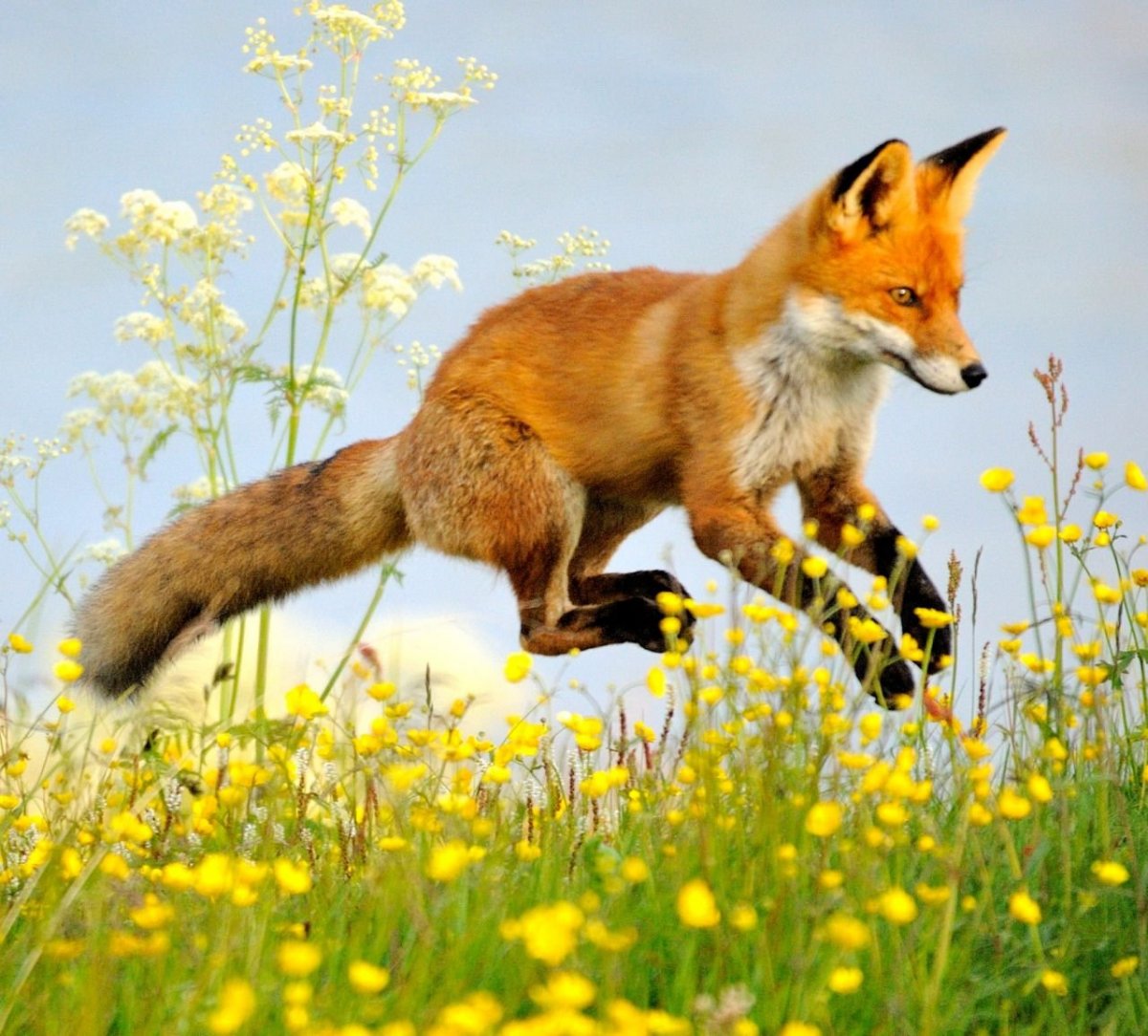 Грациозная лиса