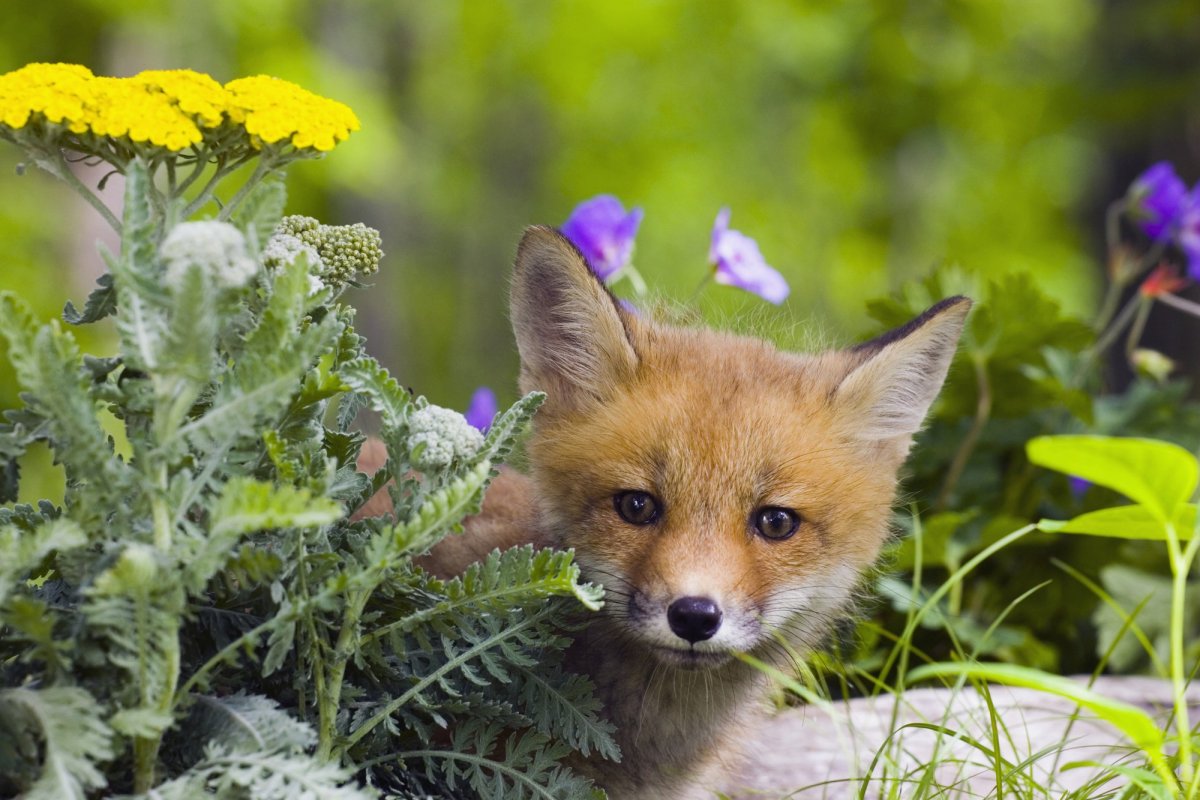 Фото Лисичка сидит в цветах