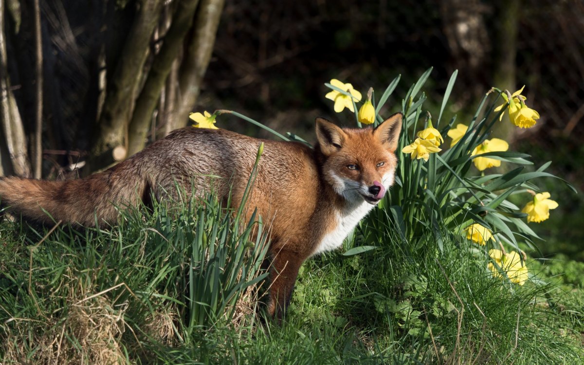 Лиса весной