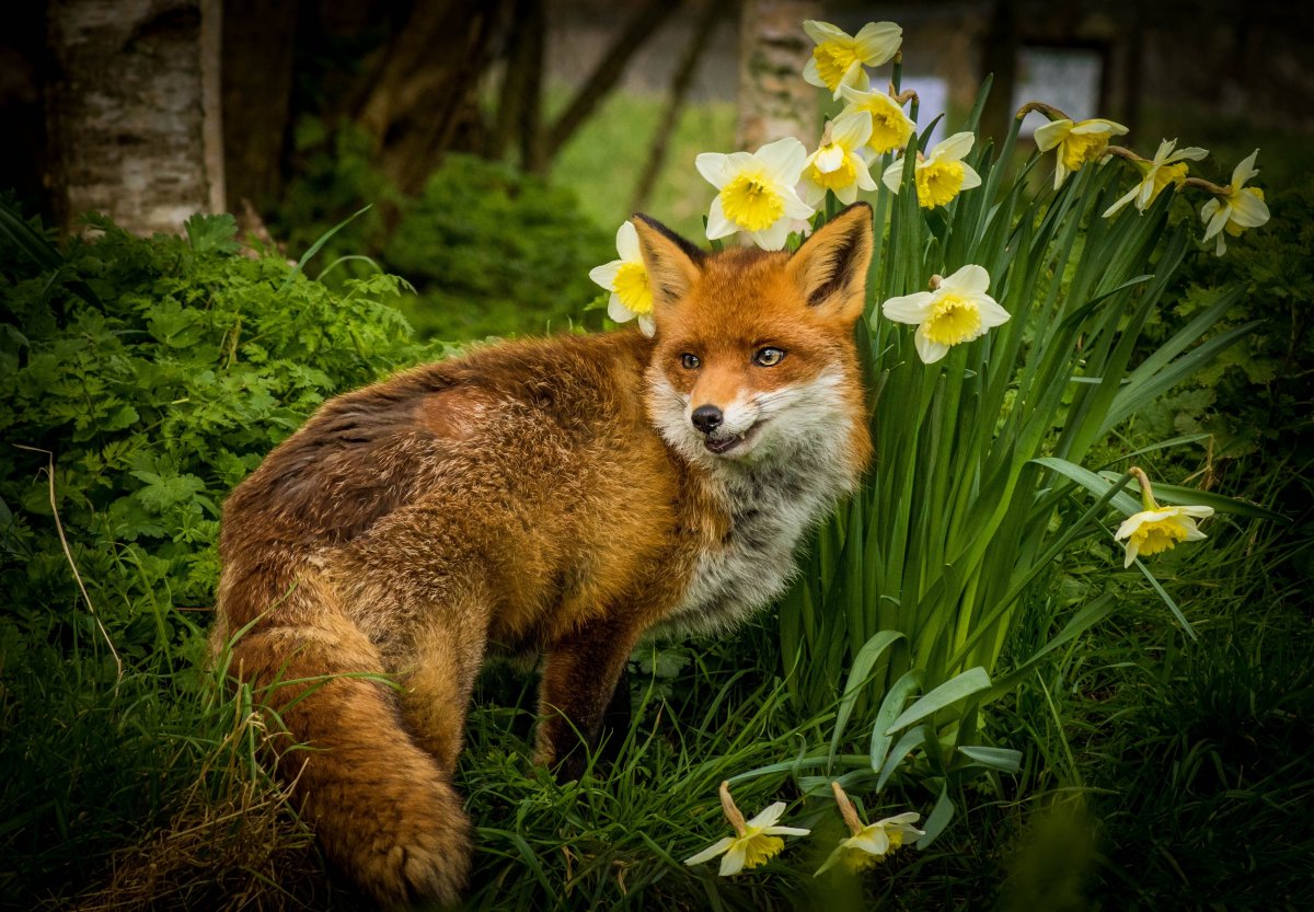 Лисичка в цветах