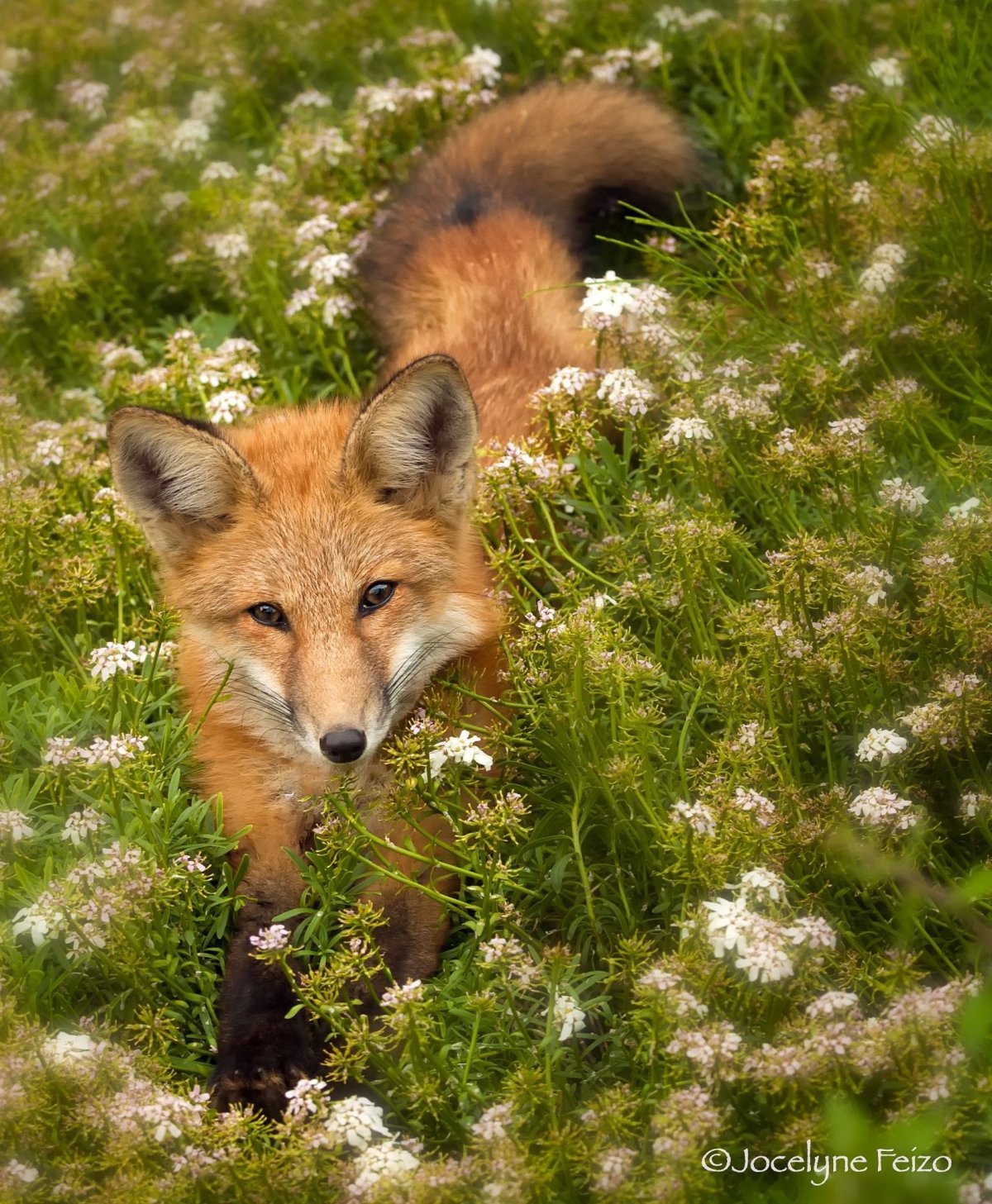 Лиса в дикой природе