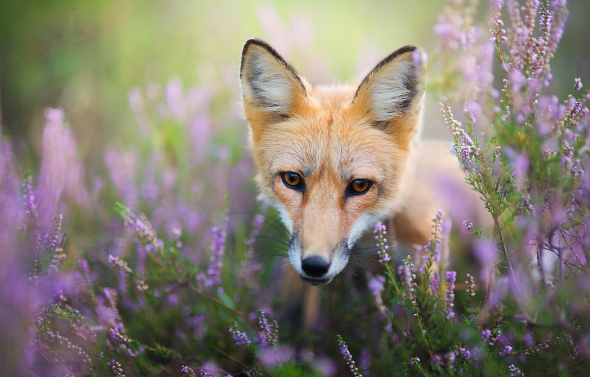 Лисы в ромашках