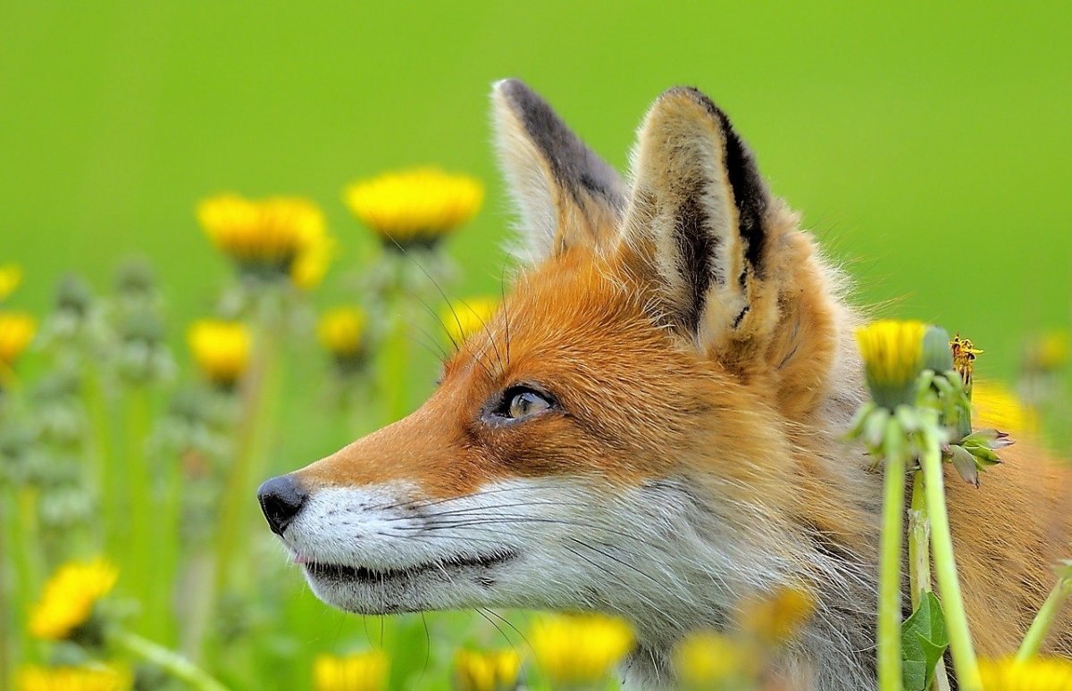 Лиса по весне