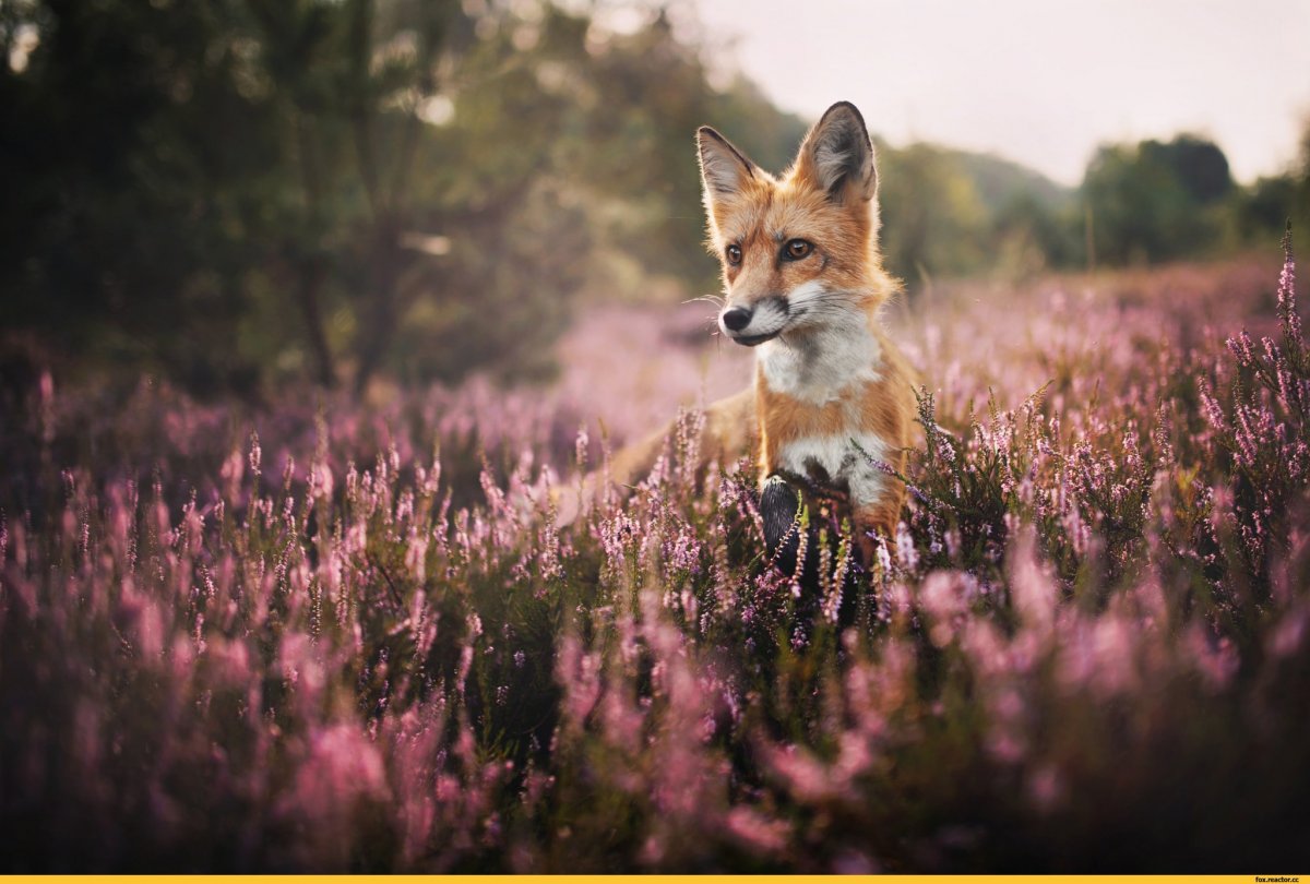 Лисенок в лаванде