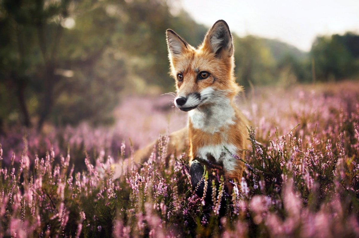 Лиса в цветах