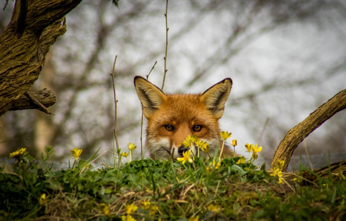 Счастливая лиса