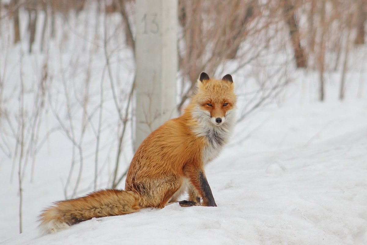 Животные зимой фото Маунт