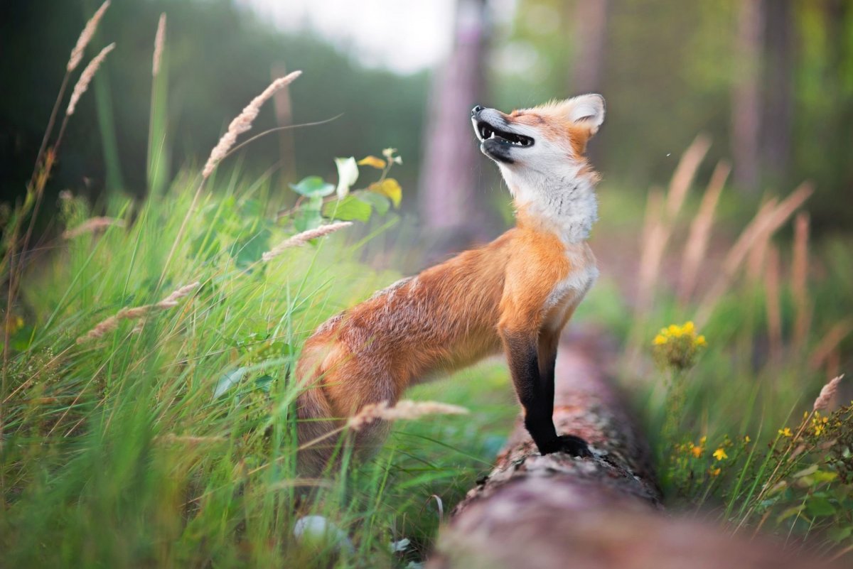 Красивые лисы летом