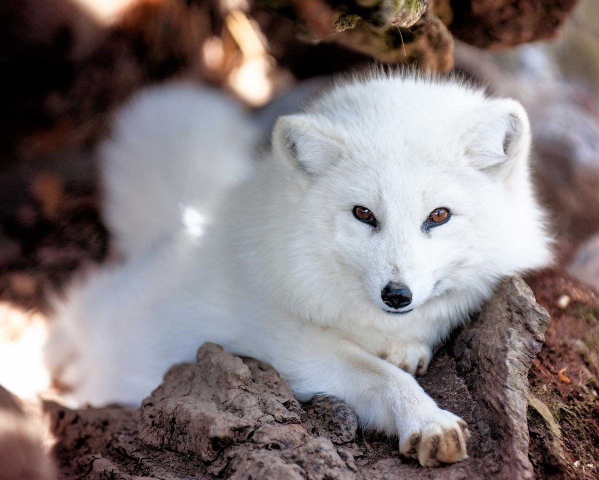 Песец серебристый