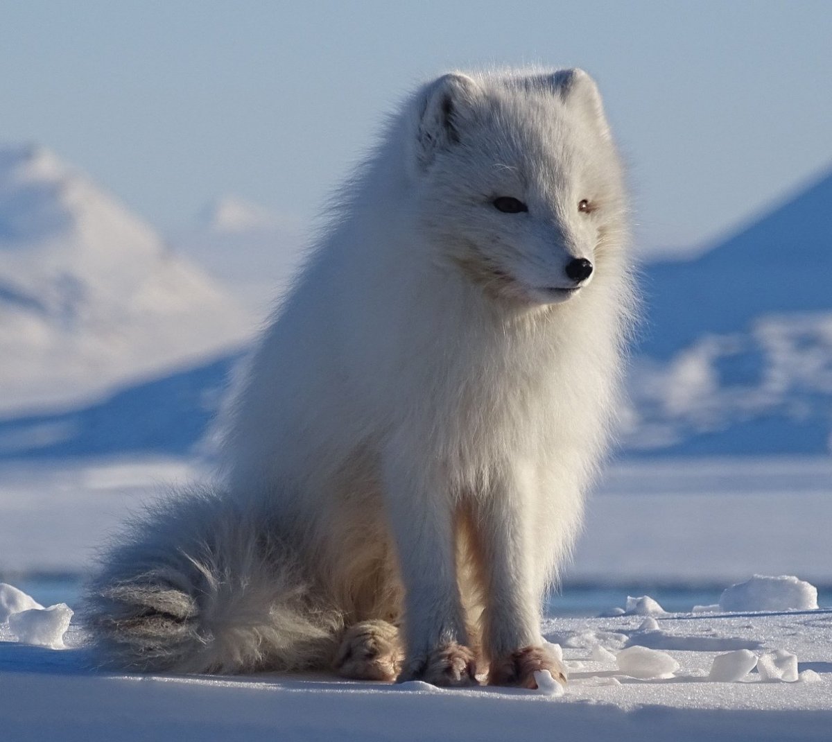 Песец в тундре