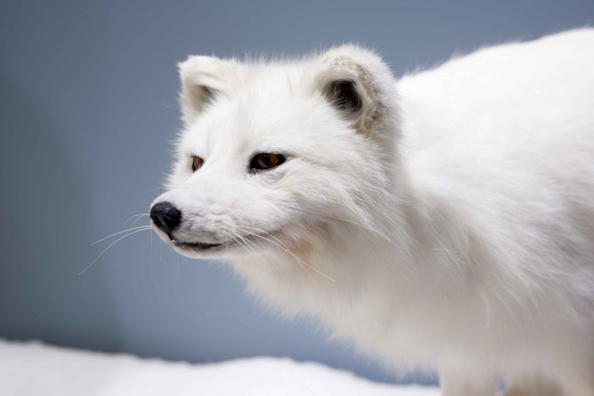 Песец смеется