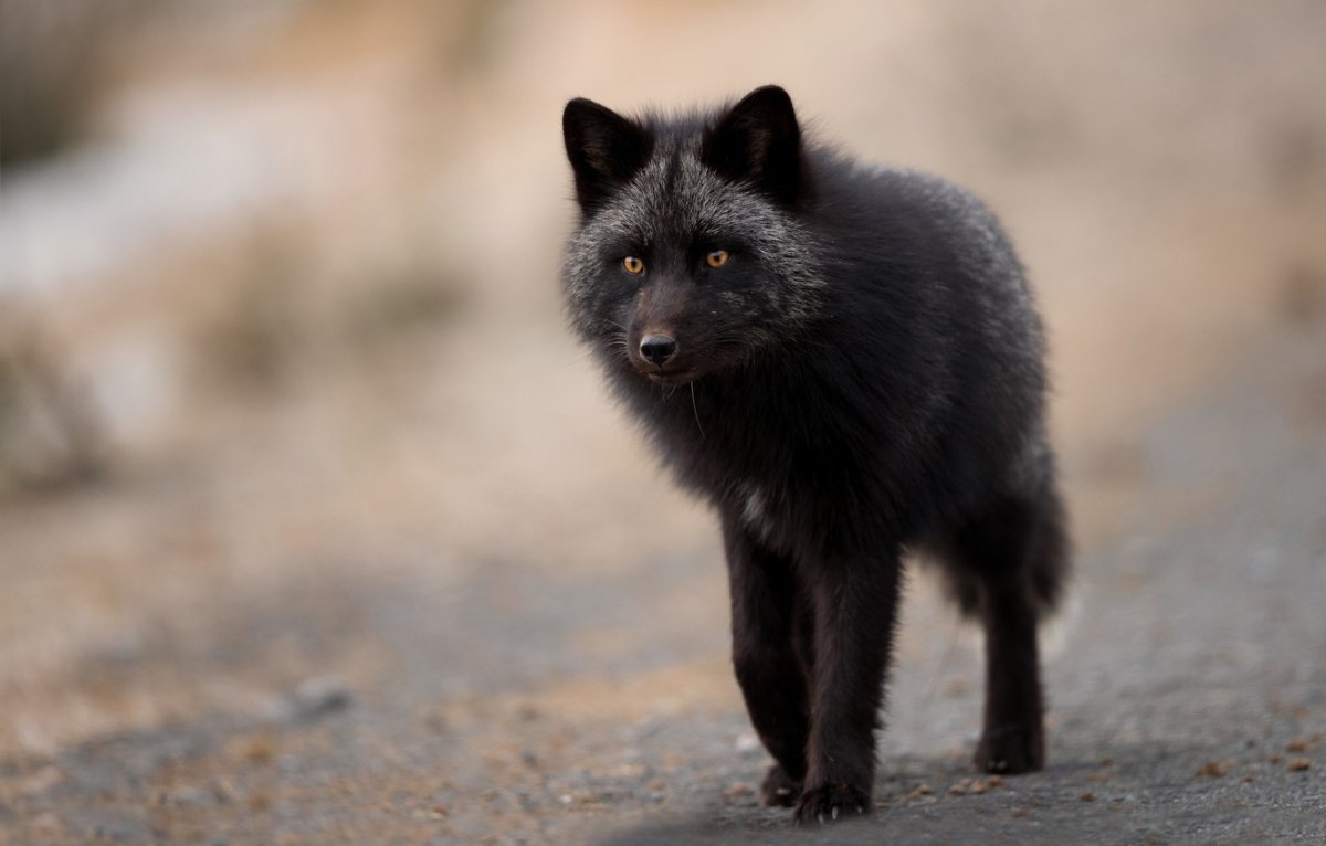 Лиса чернобурка