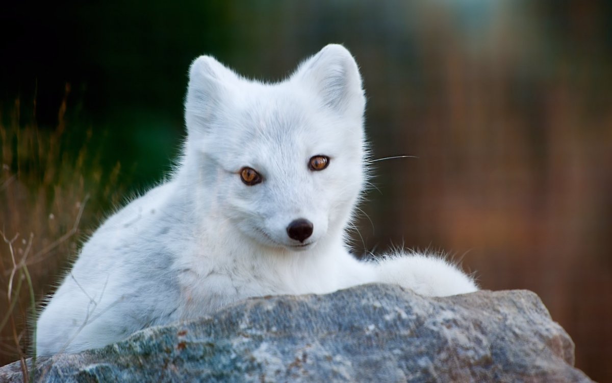 Песец белый