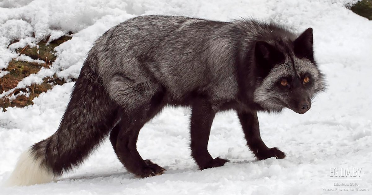 Черная лиса