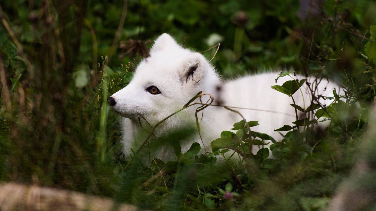 Лисица Хоккайдо альбинос
