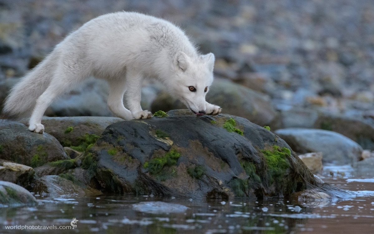 Голубой Медновский песеw