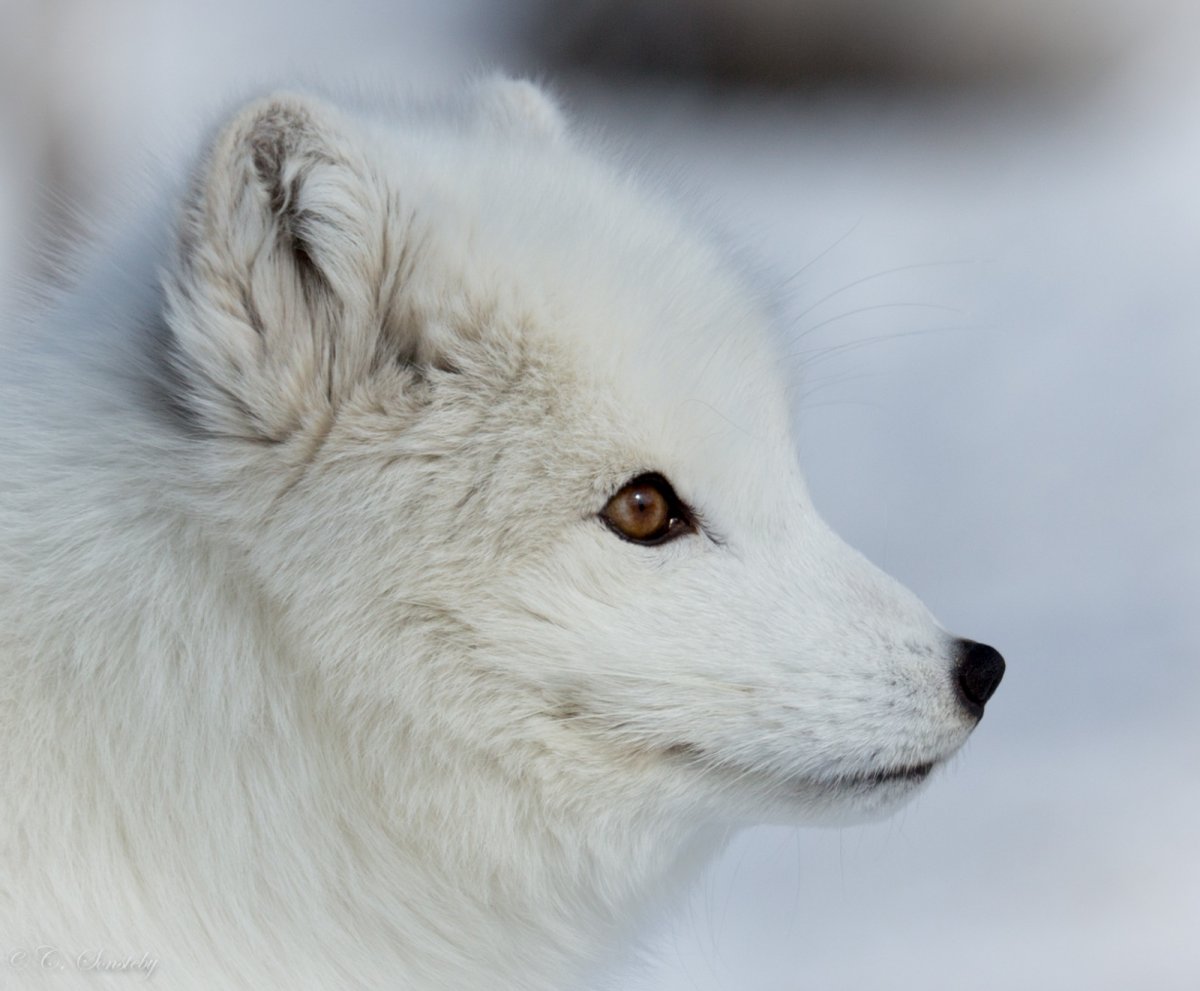 Полярная лиса гетерохромия